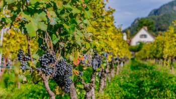 Rebstöcke mit reifen dunklen Trauben in einem Weinberg der Hofkellerei in Liechtenstein.