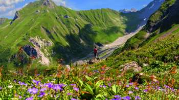 Blühende Almwiesen mit violetten und roten Blumen vor der imposanten Bergkulisse der Alp Lawena in Liechtenstein – ein Paradies für Wanderer im Sommer.