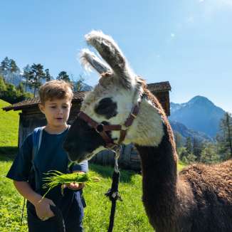Ein Junge füttert ein braun-weißes Lama mit frischem Gras vor alpiner Bergkulisse in Liechtenstein.