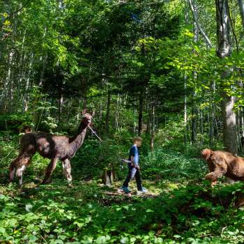 Lama- und Alpakatrekking durch den schattigen Wald