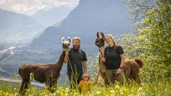 Wanderung mit Lamas und Alpakas in den Bergen Liechtensteins Wanderung mit Lamas und Alpakas in den Bergen Liechtensteins