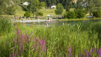 Blühende Wiesenblumen vor dem Badesee Grossabünt – beliebtes Ausflugsziel in Liechtenstein für Natur- und Badefreunde.
