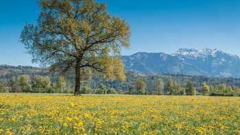  Blühende Frühlingswiese im Ruggeller Riet mit einem einzelnen Baum und schneebedeckten Alpen im Hintergrund