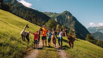 Gruppe von Wanderern mit Alpakas auf einer grünen Almwiese in Triesenberg Gruppe von Wanderern mit Alpakas auf einer grünen Almwiese in Triesenberg