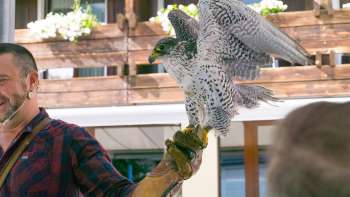 Falkner mit Falke auf der Hand