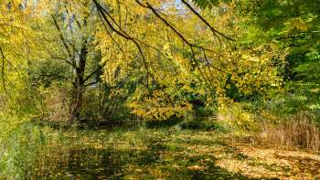 Bunte Herbststimmung am Teich im Naturpark Haberfeld mit gelbem Laub und ruhiger Wasseroberfläche.