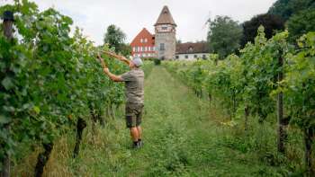 Weinbauer Harry Zech bei der Arbeit im Weinberg vor der Kirche St. Peter in Schaan – nachhaltiger Weinbau in Liechtenstein.