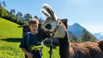 Kind füttert ein Lama auf einer Wiese