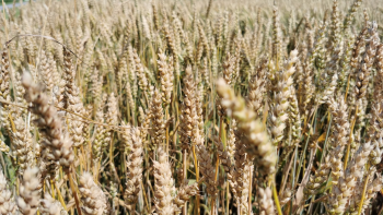 Nahaufnahme von Getreide auf dem Weltacker Balzers