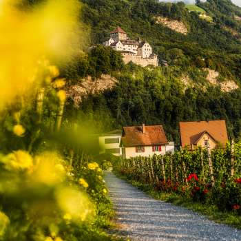 Ein romantischer Weg führt durch blühende Weinreben mit Blick auf das Schloss Vaduz.