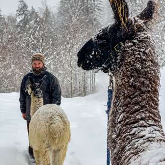 Mann mit zwei Lamas auf verschneitem Wanderweg in Liechtenstein bei Schneefall und Winterwald