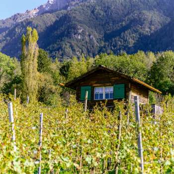 Kleine Hütte mit grünen Fensterläden inmitten eines herbstlichen Weinbergs vor Alpenkulisse