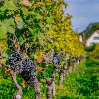 Reife blaue Trauben hängen an den Reben eines sonnigen Weinbergs in Vaduz