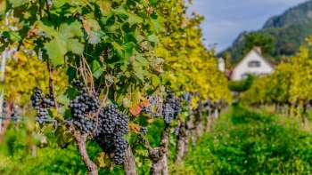 Rebstöcke mit reifen dunklen Trauben in einem Weinberg der Hofkellerei in Liechtenstein.
