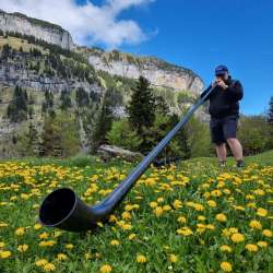 Alphornklänge vor Bergkulisse – gelebte Tradition in den Alpen Liechtensteins Person spielt Alphorn auf einer Löwenzahnwiese vor steilen Felswänden in den Bergen von Liechtenstein bei blauem Himmel