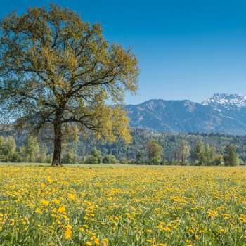  Blühende Frühlingswiese im Ruggeller Riet mit einem einzelnen Baum und schneebedeckten Alpen im Hintergrund.