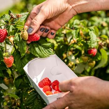 Frisch gepflückte Erdbeeren direkt vom Strauch am Neufeldhof – saisonale Früchte zum Selbstpflücken in Liechtenstein.