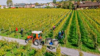 Arbeiter bei der Weinlese in den Weinbergen der Hofkellerei Vaduz, mit Traktor und Erntebehältern.