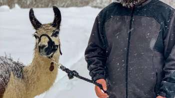 Wanderung mit Lamas und Alpakas in den Bergen Liechtensteins