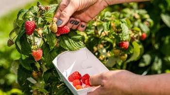 Frisch gepflückte Erdbeeren direkt vom Strauch am Neufeldhof – saisonale Früchte zum Selbstpflücken in Liechtenstein.