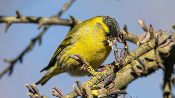 Erlenzeisig Haberfeld