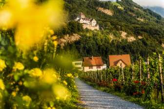 Blick auf Schloss Vaduz vom Weinwanderweg durch die Weinberge mit Blumen, Reben und Häusern in Liechtenstein