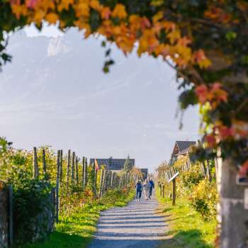 Herbstlicher Weinwanderweg, gesäumt von bunt gefärbten Blättern und einer Laube aus Reben.