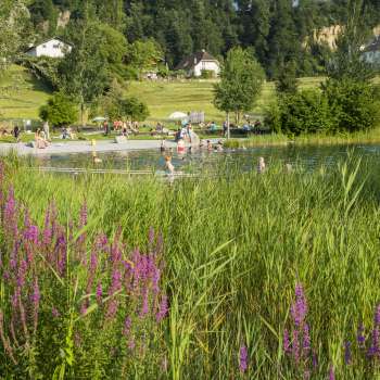 Blühende Wiesenblumen vor dem Badesee Grossabünt – beliebtes Ausflugsziel in Liechtenstein für Natur- und Badefreunde.