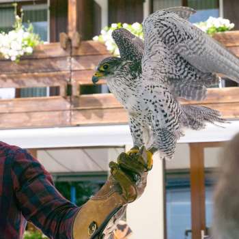 Falkner mit Falke auf der Hand