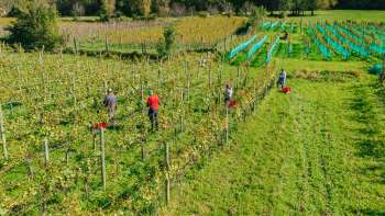 Weinlese im sonnigen Weinberg des Weinguts Hoop – Handarbeit und regionale Qualität aus Liechtenstein.