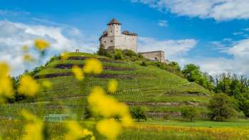 Burg Gutenberg thront über grünem Weinberg mit leuchtend gelben Blüten