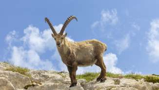Ein Steinbock auf einem Fels