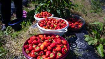 Frisch gepflückte Erdbeeren in großen Schalen auf dem Feld des Bangshof – saisonale Fruchtvielfalt aus eigenem Anbau.