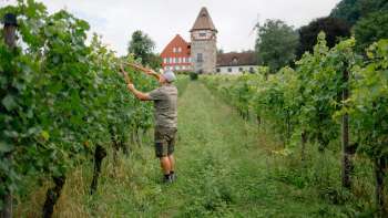 Weinbauer Harry Zech bei der Arbeit im Weinberg vor der Kirche St. Peter in Schaan – nachhaltiger Weinbau in Liechtenstein.