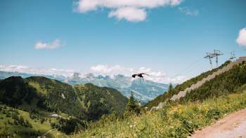 Adler fliegt in der liechtensteinischen Bergwelt