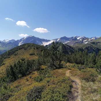 Wanderweg durch alpine Heidelandschaft mit Blick auf die schneebedeckten Gipfel.