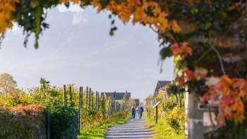 Herbstlicher Weinwanderweg, gesäumt von bunt gefärbten Blättern und einer Laube aus Reben.