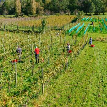 Weinlese im sonnigen Weinberg des Weinguts Hoop – Handarbeit und regionale Qualität aus Liechtenstein.
