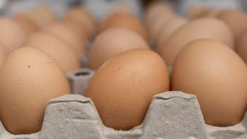 Frische Eier vom Neufeldhof in Liechtenstein – direkt vom Huhn ins Regal, regional und nachhaltig produziert.