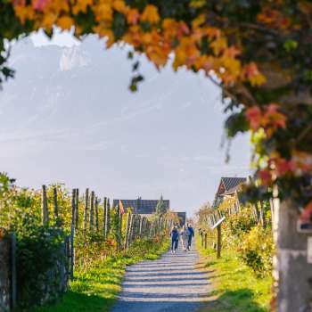 Herbstlicher Weinwanderweg, gesäumt von bunt gefärbten Blättern und einer Laube aus Reben.