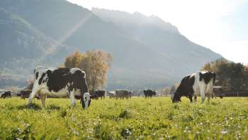 Kühe grasen auf einer saftigen Wiese in Liechtenstein, mit malerischer Bergkulisse im Hintergrund – idyllischer Blick auf nachhaltige Landwirtschaft.