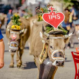 Kuh mit Herzschmuck und Blumenkranz bei der traditionellen Alpfahrt in Liechtenstein
