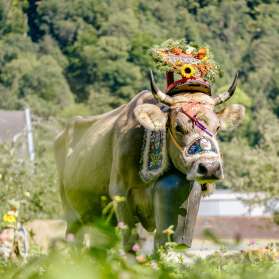 Kuh mit kunstvollem Blumenschmuck und Trachtenglocke bei der traditionellen Alpfahrt in Liechtenstein, vor grüner Naturkulisse