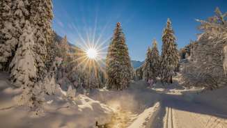 Verschneite Winterlandschaft in Steg in Liechtenstein mit Sonne, Loipen und schneebedeckten Bäumen.