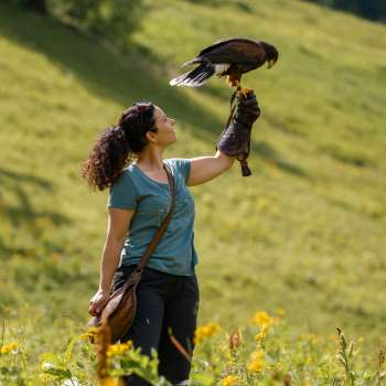 Harris-Hawk sitzt auf der Hand einer Frau