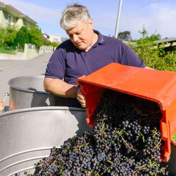 Weinbauer vom Weingut Hoop leert frisch geerntete, dunkle Trauben in ein Fass – Beginn der Weinproduktion in Liechtenstein.