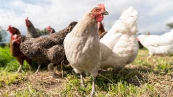 Hühner auf einer Wiese