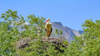 Weißstorch auf großem Nest in Baumwipfeln vor Bergen in Liechtenstein bei klarem Himmel – Symbol für Biodiversität