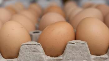 Frische Eier vom Neufeldhof in Liechtenstein – direkt vom Huhn ins Regal, regional und nachhaltig produziert.