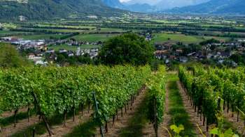 Weingut Castellum